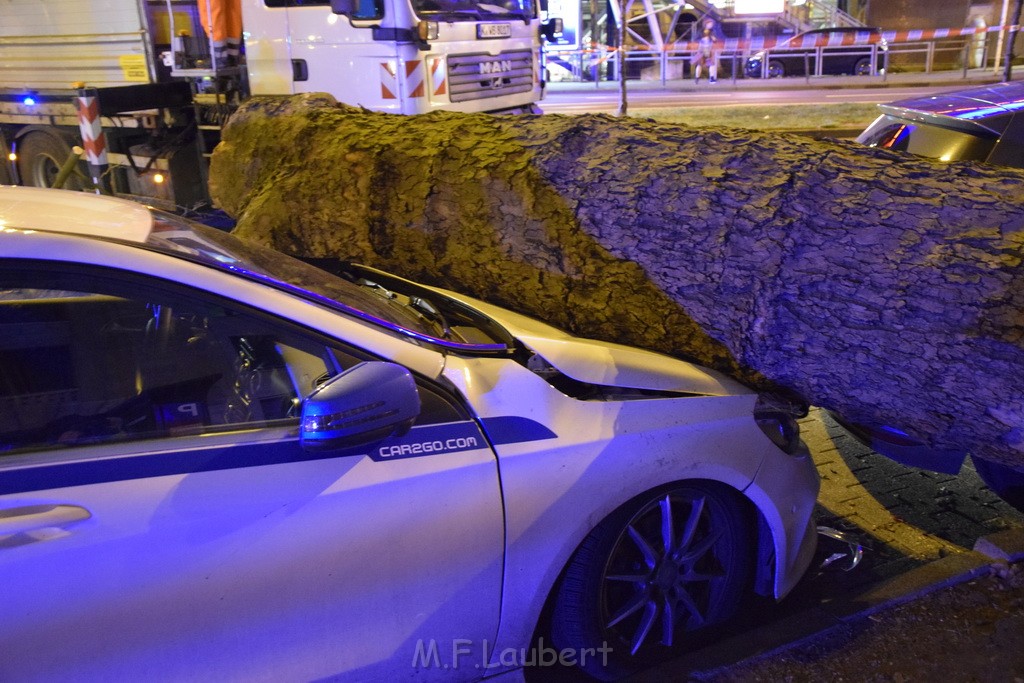 Baum auf PKWs Koeln Mitte Rheinuferstr Goldgasse P014.JPG - Miklos Laubert